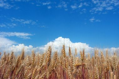 Corn field