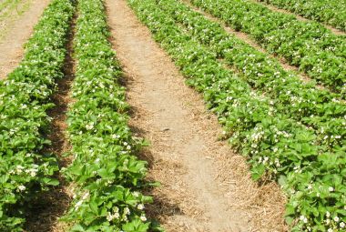 Strawberry field